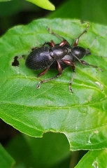 Otiorhynchus clavipes