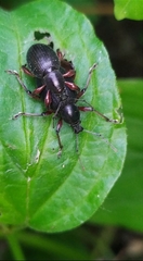 Otiorhynchus clavipes