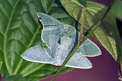 Pelagodes antiquadraria