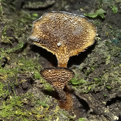Coltricia salpincta