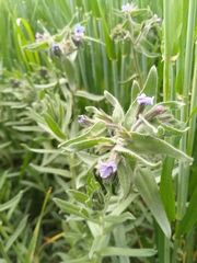 Alkanna strigosa