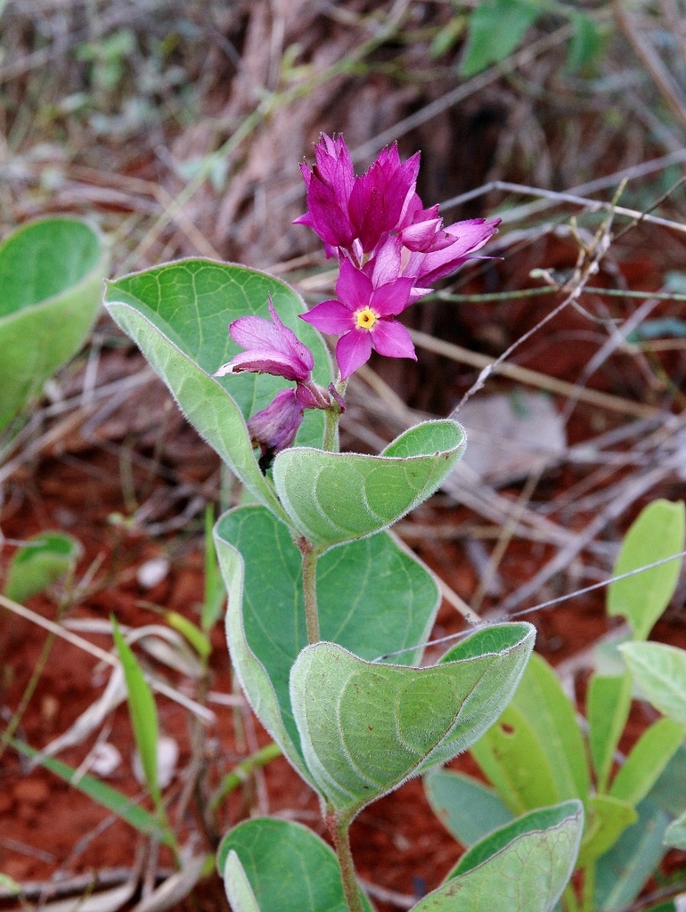 Rhodocalyx rotundifolius