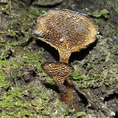Coltricia salpincta