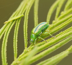 Calomela parilis