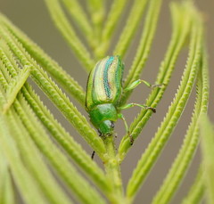 Calomela parilis