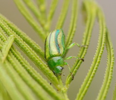 Calomela parilis