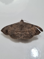 Lepidoptera