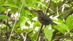 Brachypteryx cruralis