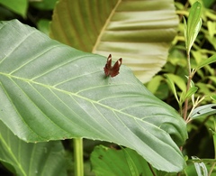 Abisara saturata