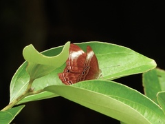 Abisara saturata