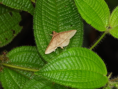 Hypospila creberrima