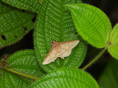 Hypospila creberrima