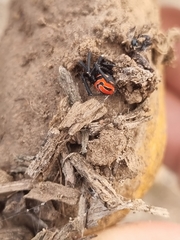 Latrodectus renivulvatus