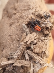 Latrodectus renivulvatus