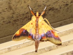 Tetracona pictalis
