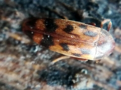 Orchesia undulata