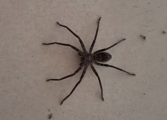 Araneae