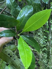 Pitaviaster haplophyllus