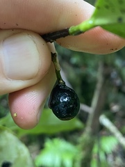 Pitaviaster haplophyllus