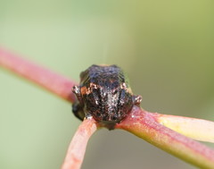 Oxyops fasciatus