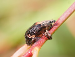 Oxyops fasciatus