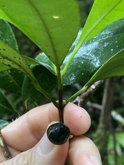 Pitaviaster haplophyllus