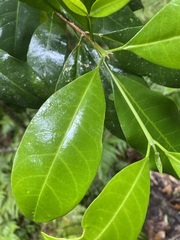 Pitaviaster haplophyllus