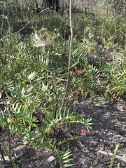 Banksia blechnifolia
