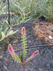 Banksia blechnifolia