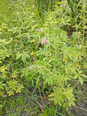 Cleome titubans