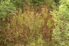 Muehlenbeckia rhyticarya