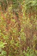 Muehlenbeckia rhyticarya