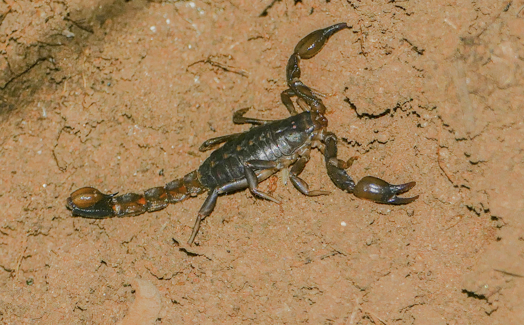 Otavi Kaoko Scorpion from D 3022, Otavi Mountains Northern central of ...