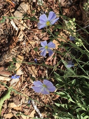 Linum pratense