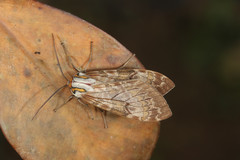 Amastus flavicauda