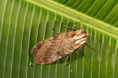 Amastus flavicauda