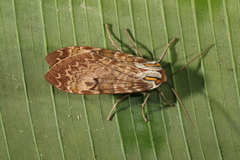 Amastus flavicauda