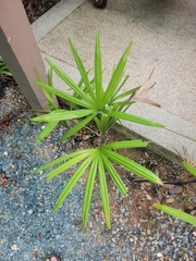 Rhapis excelsa