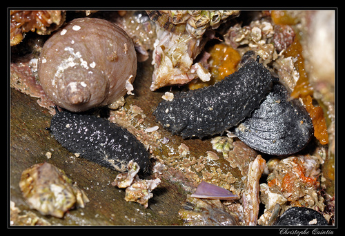 Celtic Sea Slug