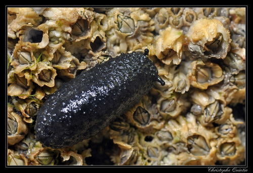 Celtic Sea Slug