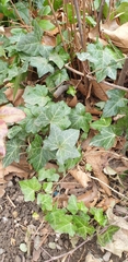 Hedera helix