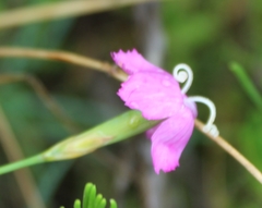 Dianthus basuticus