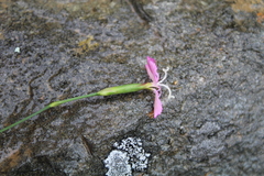 Dianthus basuticus
