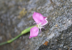 Dianthus basuticus