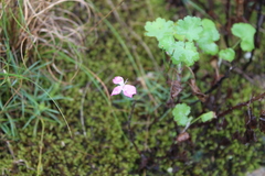 Dianthus basuticus