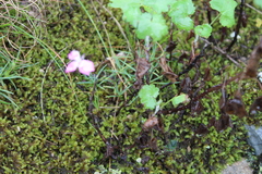 Dianthus basuticus