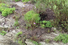 Dianthus basuticus