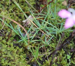 Dianthus basuticus
