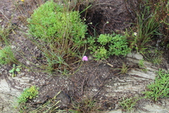 Dianthus basuticus