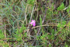 Dianthus basuticus